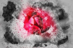 A red rose is breaking through a solid white/grey background