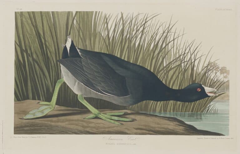 American Coot, Rogert Havell Jr. Courtesy National Gallery of Art, Washington