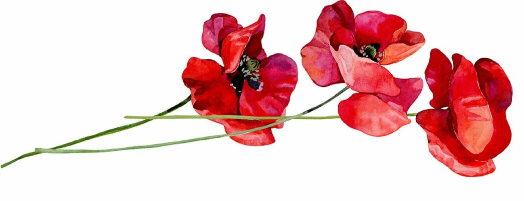 A watercolor-style illustration of red poppies.