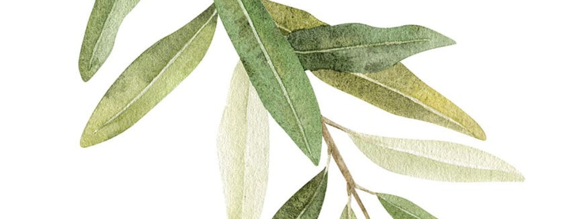 A simple olive branch rendered in watercolors.