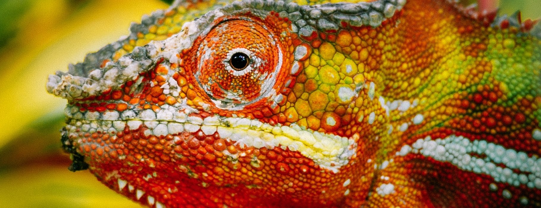 Can you see me now ? – Chameleon Chameleon species are able to vary their coloration and pattern through combinations of pink, blue, red, orange, green, black, brown, light blue, yellow, turquoise, and purple.Color change in chameleons has functions in social signaling and in reactions to temperature and other conditions, as well as in camouflage. Chameleons tend to show darker colors when angered, or attempting to scare or intimidate others, while males show lighter, multicolored patterns when courting females.This picture was taken in Madagascar, island of Nosy Be.I shot this photo at f/4,8 and ¹⁄₂₅₀ s with my Nikon D3S and a 70-200 mm f/2.8 lens at 340 mm.© Johan Le Bail