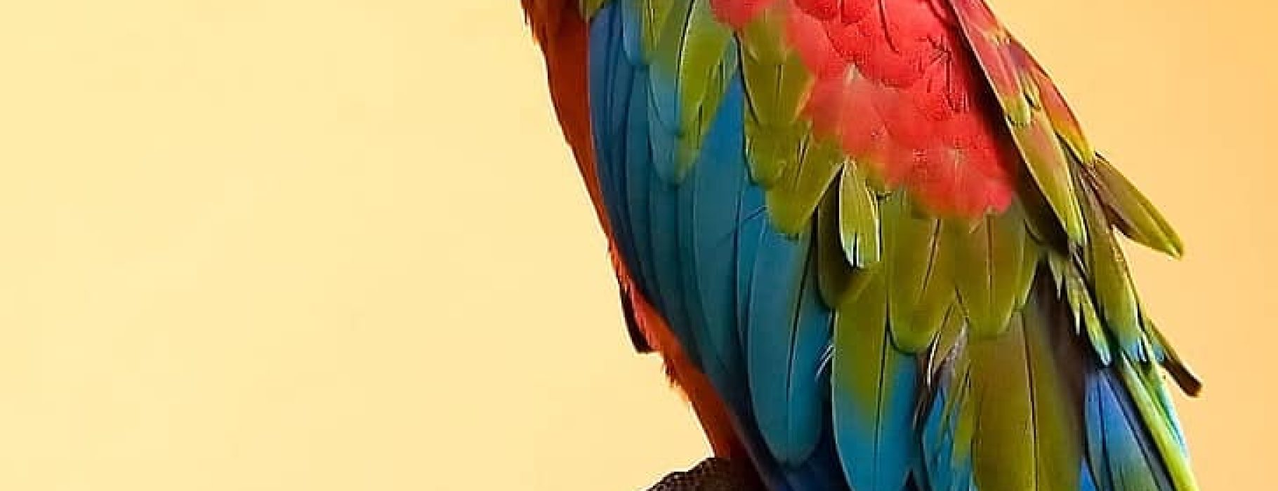 parrot-parakeet-feathers-portrait-preview